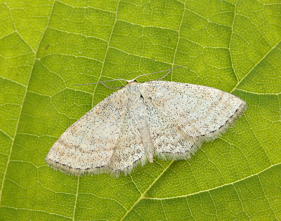 70.025 BF1692 Lesser Cream Wave Scopula immutata