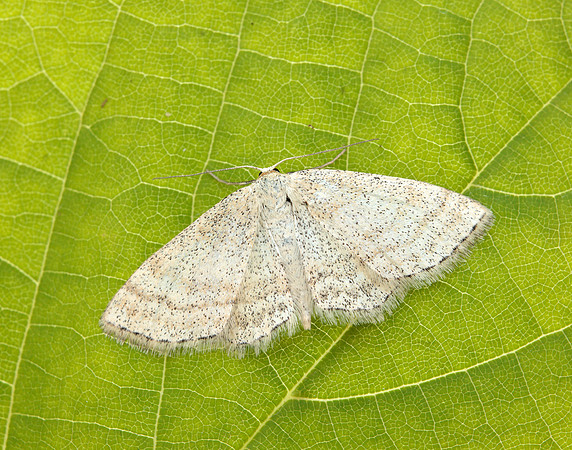 70.025 BF1692 Lesser Cream Wave Scopula immutata
