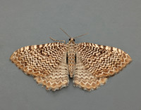 63.099 BF1313 Catoptria pinella
