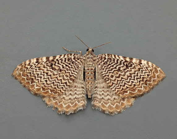 63.099 BF1313 Catoptria pinella