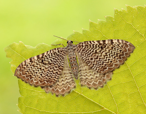 63.099 BF1313 Catoptria pinella