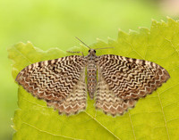 63.099 BF1313 Catoptria pinella