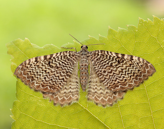 63.099 BF1313 Catoptria pinella