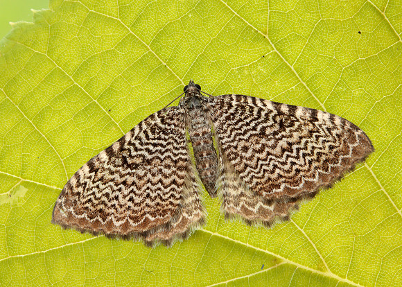 63.099 BF1313 Catoptria pinella