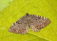63.099 BF1313 Catoptria pinella