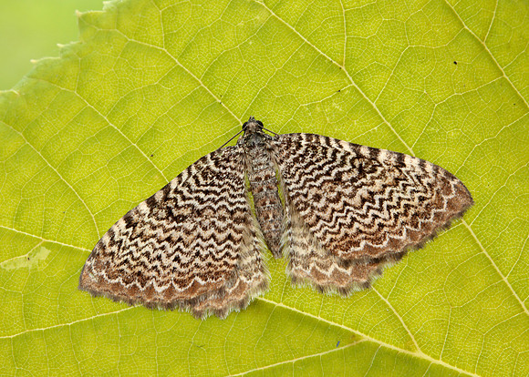 63.099 BF1313 Catoptria pinella