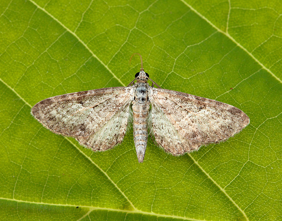 70.189 BF1840 Shaded Pug Eupithecia subumbrata