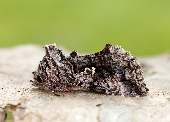70.189 BF1840 Shaded Pug Eupithecia subumbrata