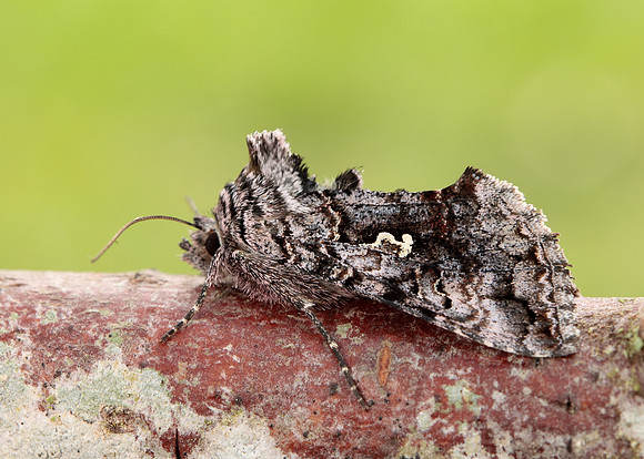 70.189 BF1840 Shaded Pug Eupithecia subumbrata