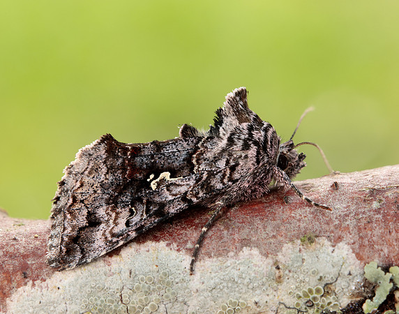 70.189 BF1840 Shaded Pug Eupithecia subumbrata