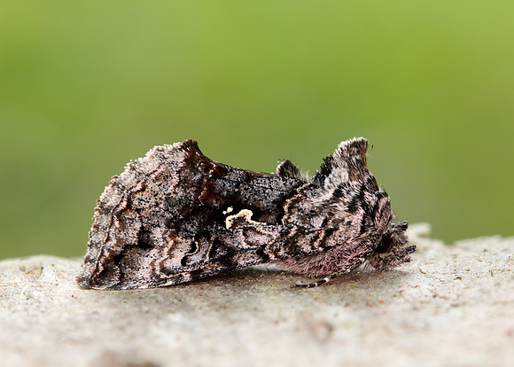 70.189 BF1840 Shaded Pug Eupithecia subumbrata