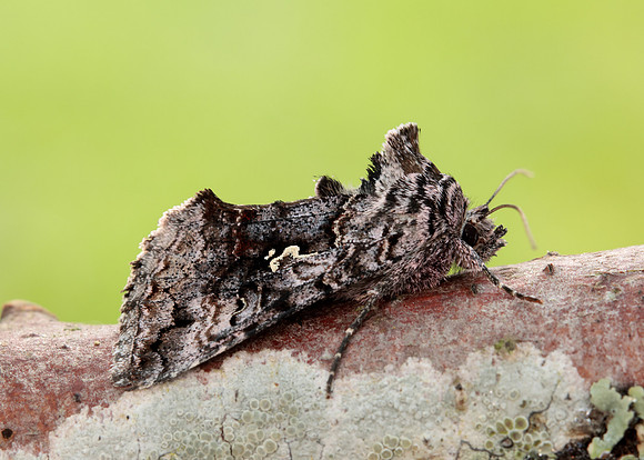 70.189 BF1840 Shaded Pug Eupithecia subumbrata