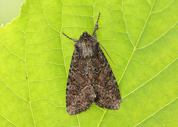 73.154 BF2330 Dusky Brocade Apamea remissa