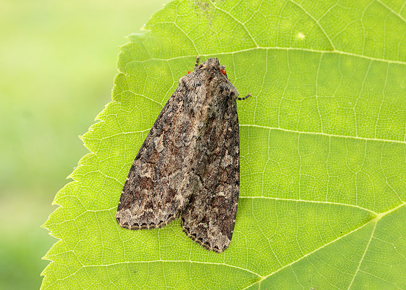 73.154 BF2330 Dusky Brocade Apamea remissa