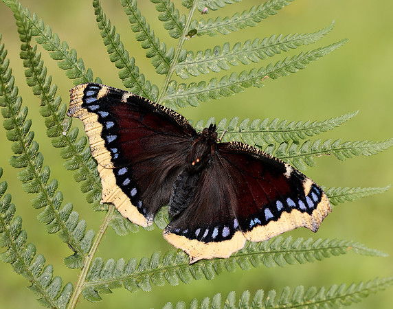 Camberwell Beauty Nymphalis antiopa