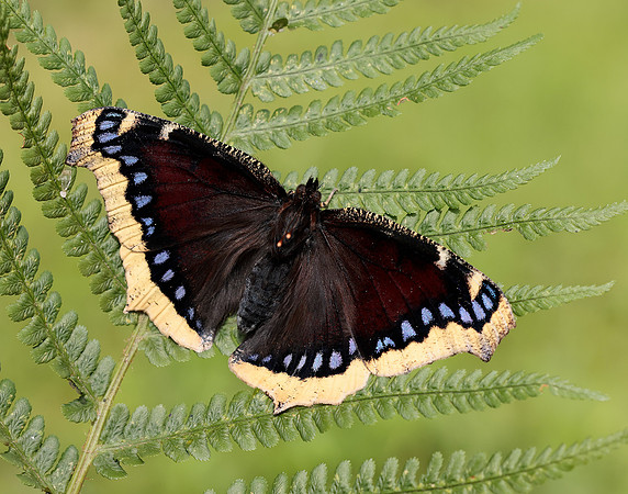 Camberwell Beauty Nymphalis antiopa