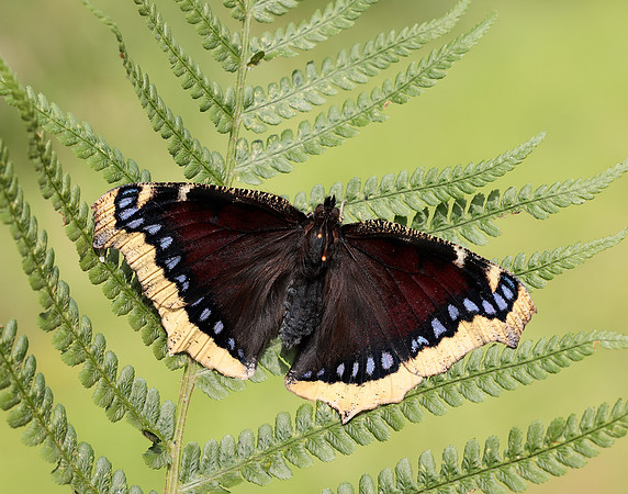 Camberwell Beauty Nymphalis antiopa
