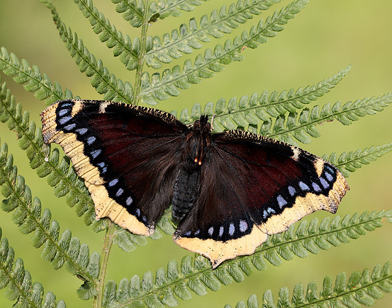 Camberwell Beauty Nymphalis antiopa