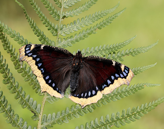 Camberwell Beauty Nymphalis antiopa