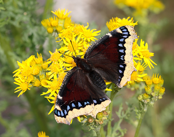 Camberwell Beauty Nymphalis antiopa