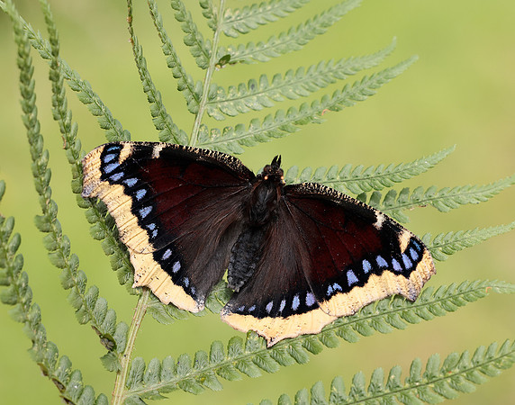 Camberwell Beauty Nymphalis antiopa