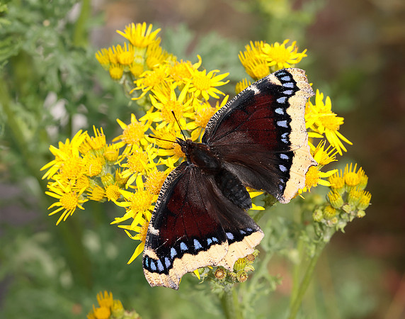 Camberwell Beauty Nymphalis antiopa