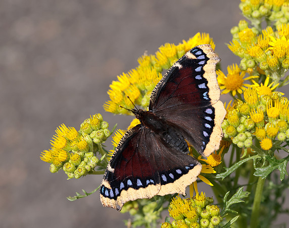 Camberwell Beauty Nymphalis antiopa