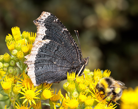 Camberwell Beauty Nymphalis antiopa