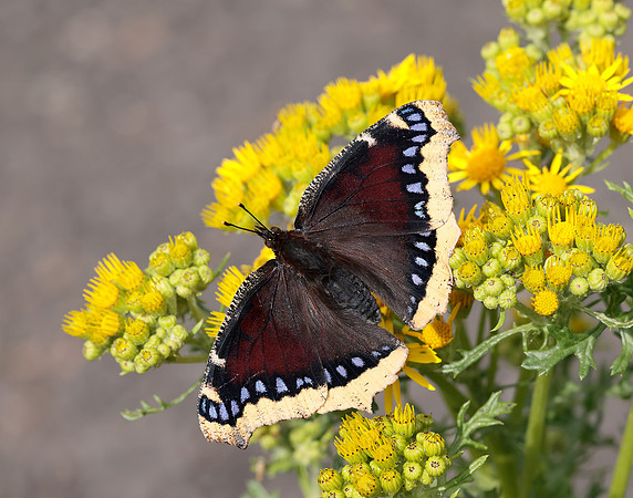 Camberwell Beauty Nymphalis antiopa