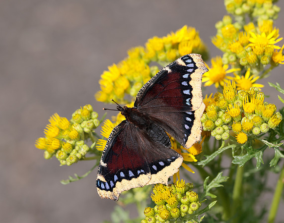 Camberwell Beauty Nymphalis antiopa