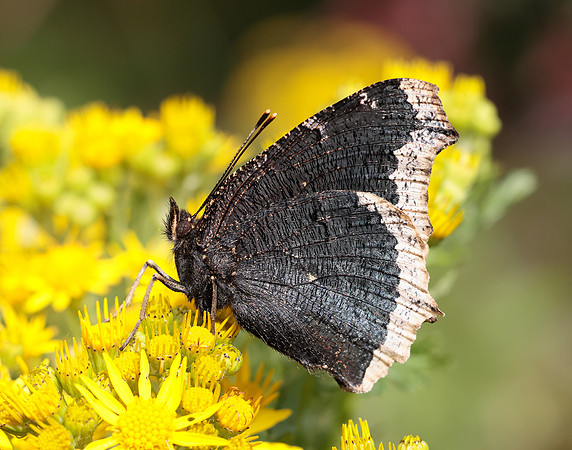 Camberwell Beauty Nymphalis antiopa