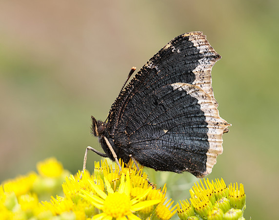Camberwell Beauty Nymphalis antiopa