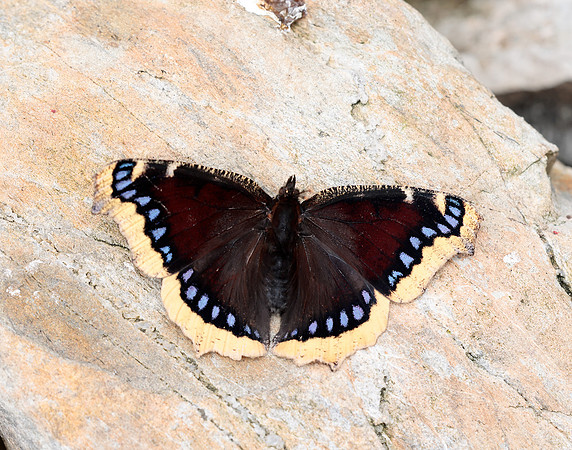 Camberwell Beauty Nymphalis antiopa