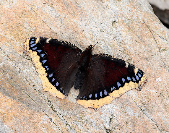 Camberwell Beauty Nymphalis antiopa