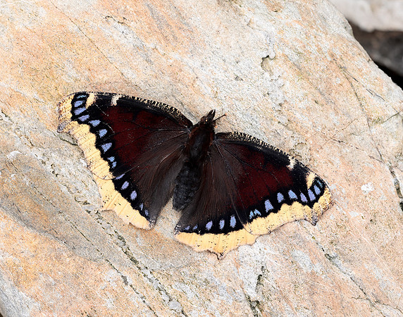 Camberwell Beauty Nymphalis antiopa