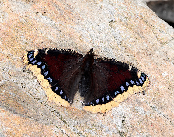Camberwell Beauty Nymphalis antiopa