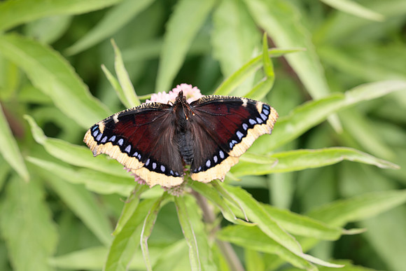 Camberwell Beauty Nymphalis antiopa