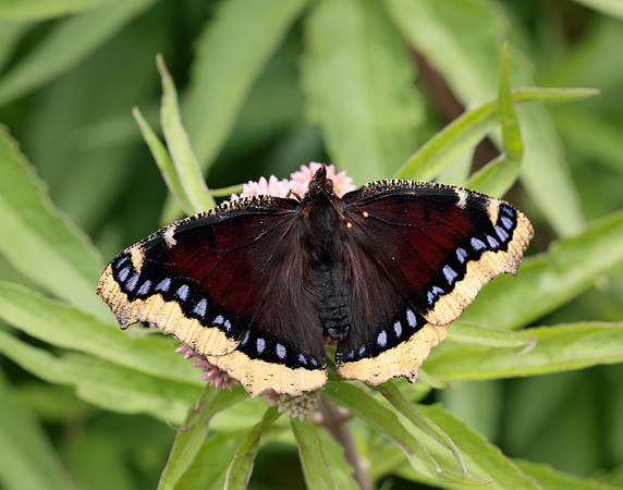 Camberwell Beauty Nymphalis antiopa