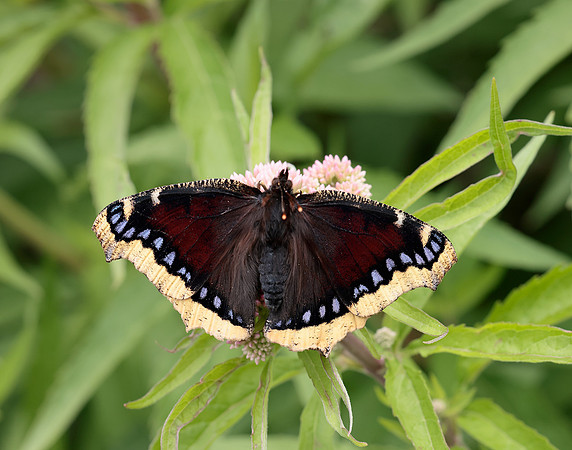 Camberwell Beauty Nymphalis antiopa
