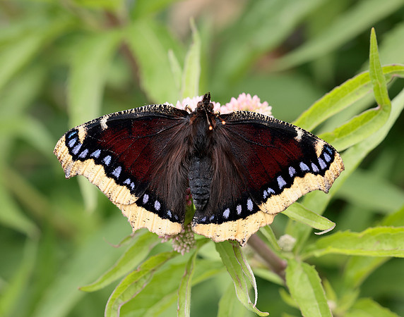 Camberwell Beauty Nymphalis antiopa