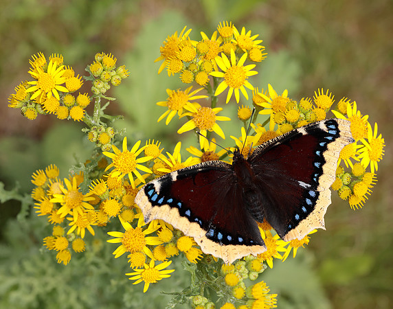 Camberwell Beauty Nymphalis antiopa