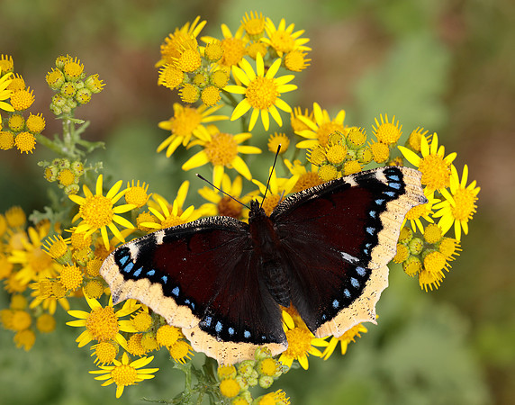 Camberwell Beauty Nymphalis antiopa