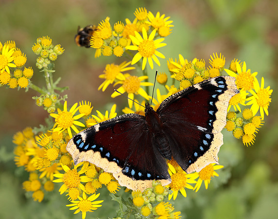 Camberwell Beauty Nymphalis antiopa