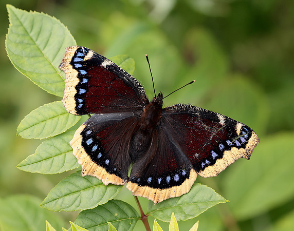 Camberwell Beauty Nymphalis antiopa