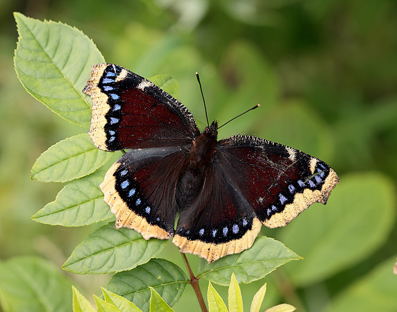 Camberwell Beauty Nymphalis antiopa
