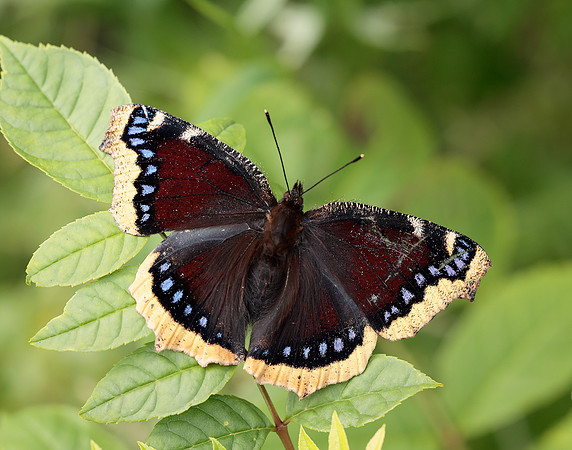 Camberwell Beauty Nymphalis antiopa