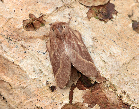 66.003 BF1634 Lackey Malacosoma neustria