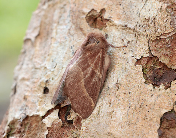 66.003 BF1634 Lackey Malacosoma neustria