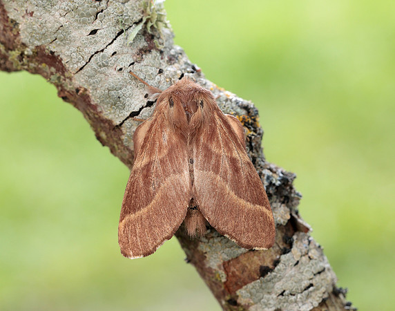 66.003 BF1634 Lackey Malacosoma neustria