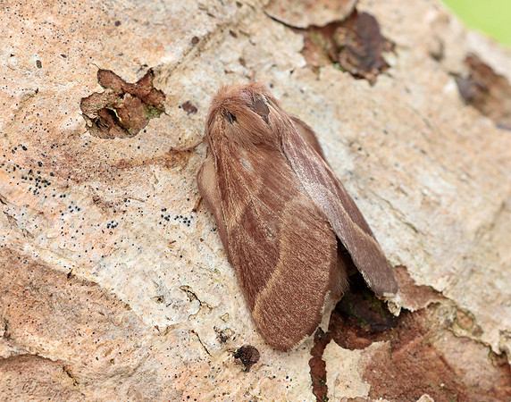 66.003 BF1634 Lackey Malacosoma neustria